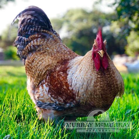 murray mcmurray hatchery|More.